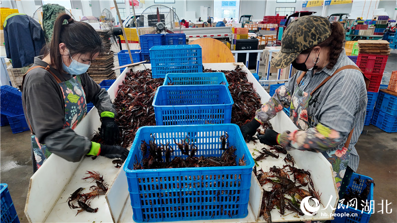 “潜kaiyun体育网页版江龙虾”何以“长红”(图5)