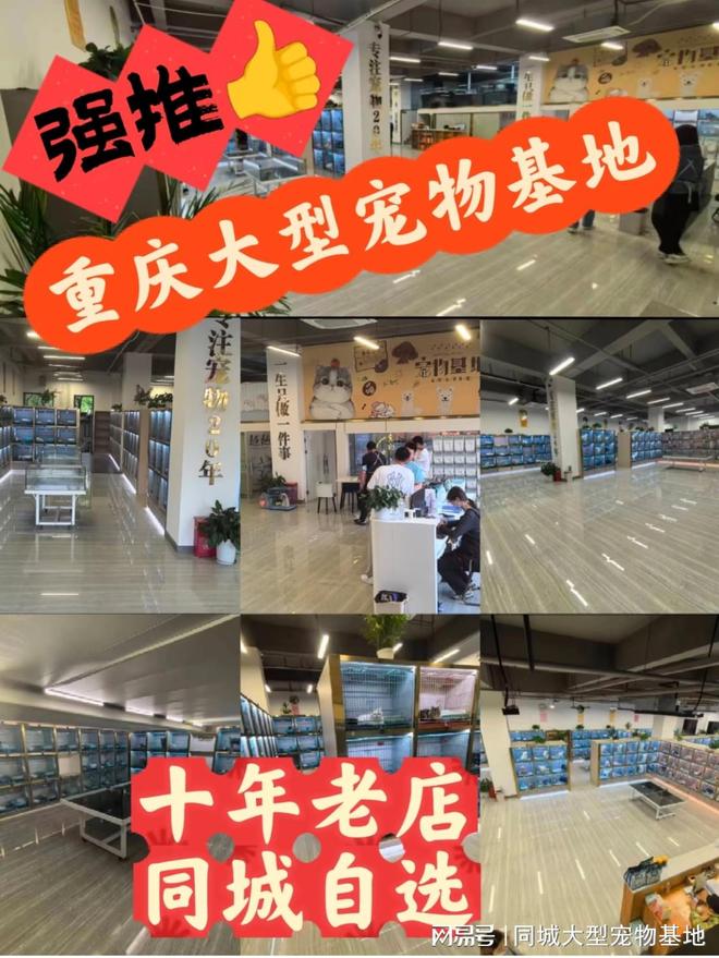 重庆哪里有正规宠物基地?这里实体店选购宠物安全更值得信赖