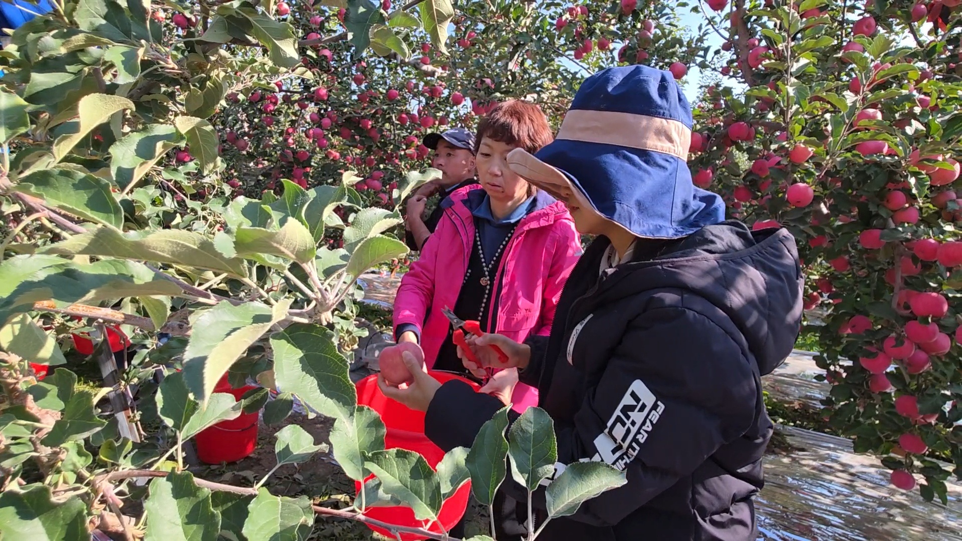 亩产75吨!伊犁州苹果高效栽培示范园创单产新高(图2)