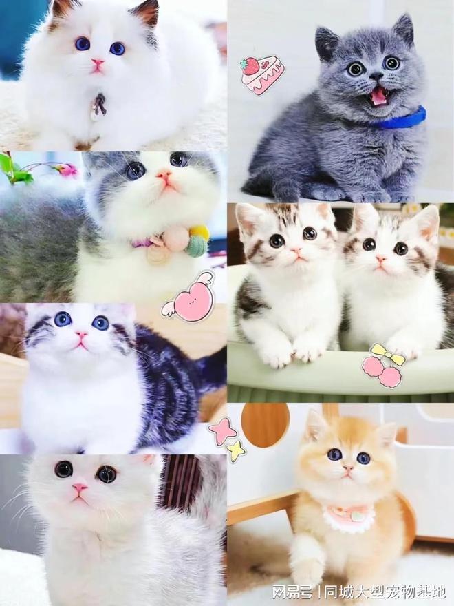 kaiyun体育网页版张家港买宠物猫狗哪里便宜？这里安全可靠还能实地选宠物不虚此行(图3)