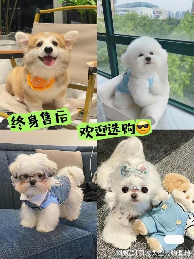 kaiyun体育网页版张家港买宠物猫狗哪里便宜？这里安全可靠还能实地选宠物不虚此行(图2)