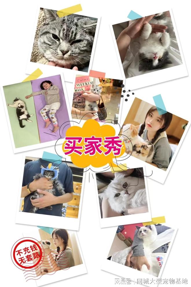 深圳哪里买宠物靠谱安全？这里有你想要的还能亲自挑选宠物哦(图4)