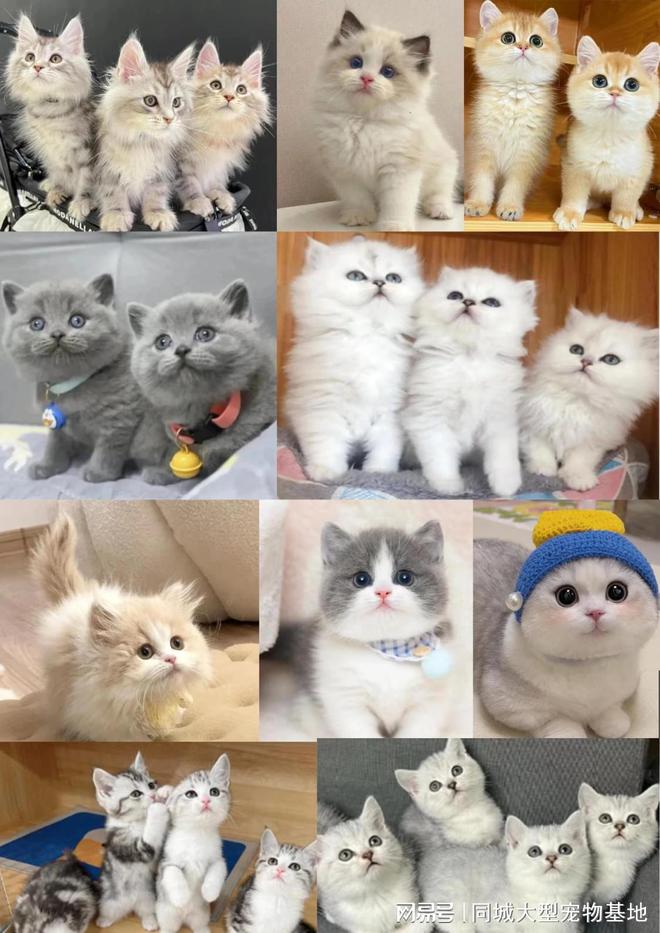 温州宠物猫狗哪里买靠谱？这里安全可靠还能实地选宠物不虚此行(图3)