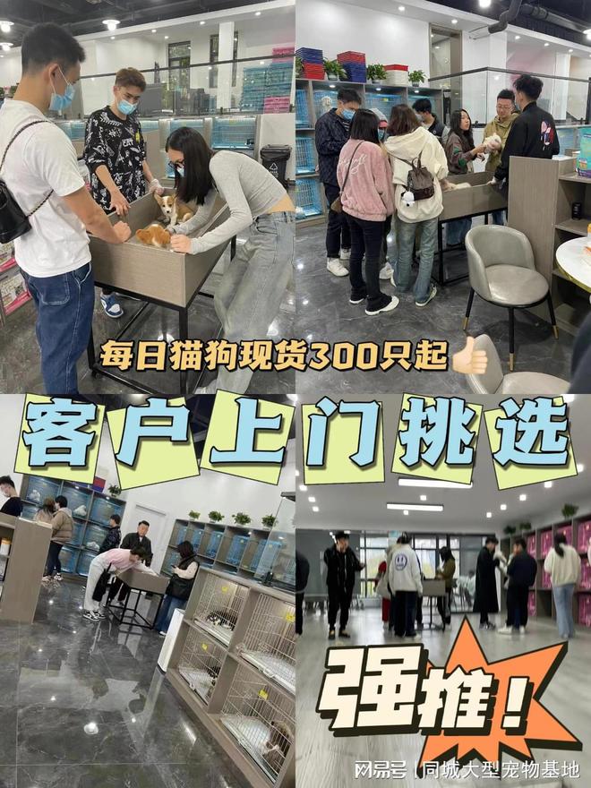 温州宠物猫狗哪里买靠谱？这里安全可靠还能实地选宠物不虚此行(图4)