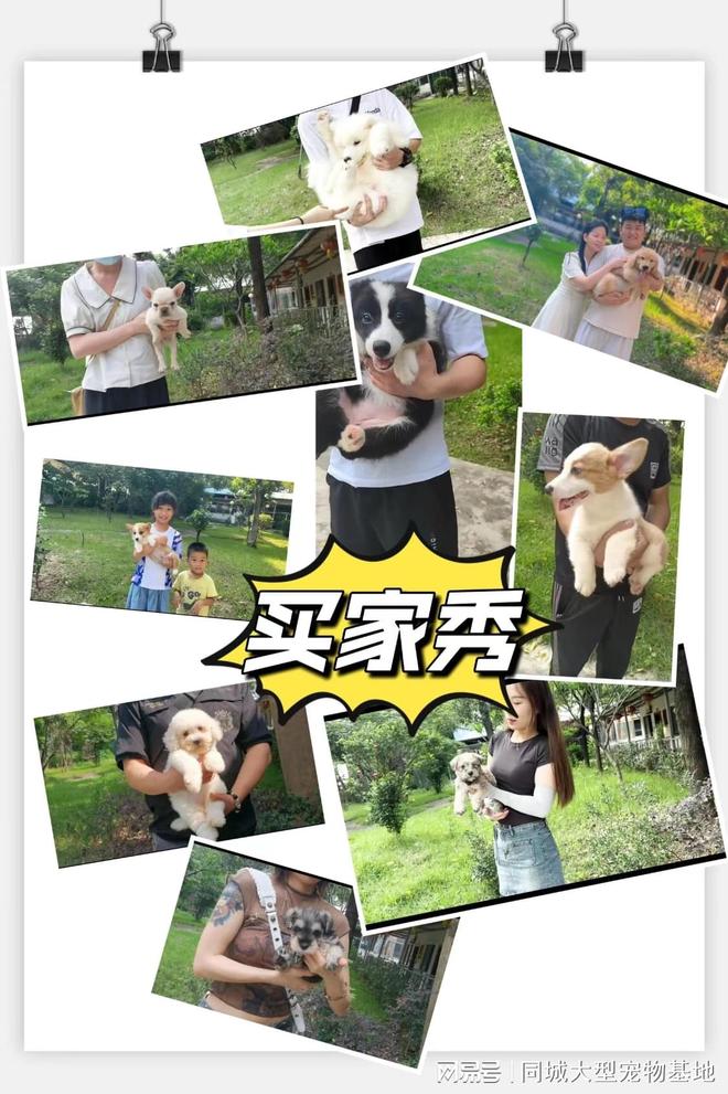 温州宠物猫狗哪里买靠谱？这里安全可靠还能实地选宠物不虚此行(图5)