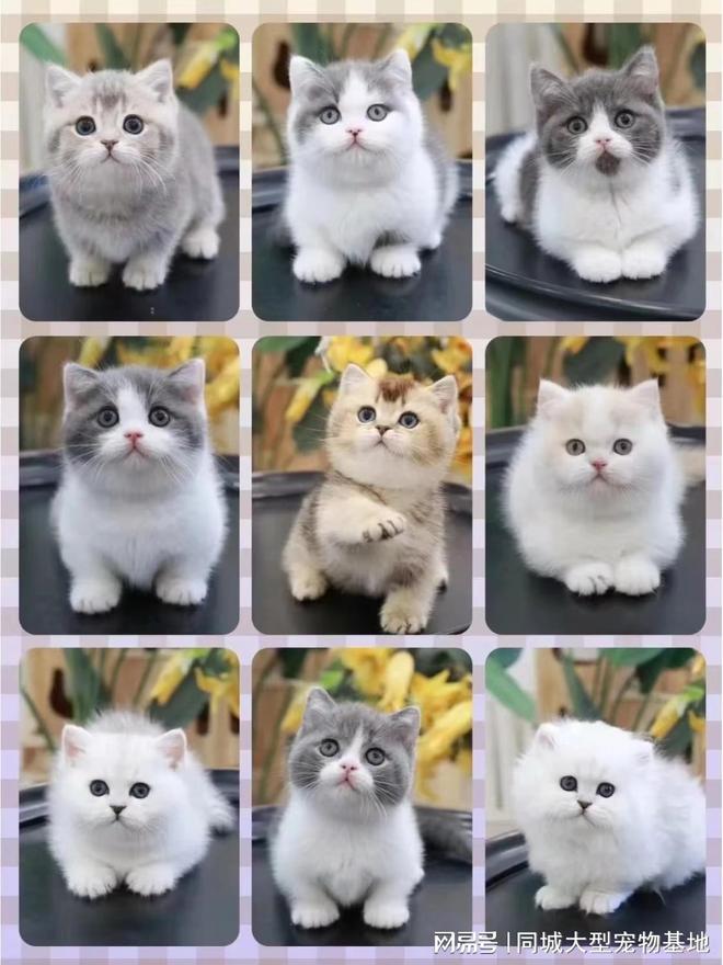 开云体育乌鲁木齐买宠物猫狗最好去哪里买?实地探访确保安全选购您的爱宠(图2)