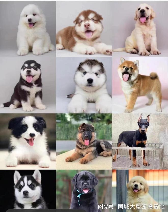 上海买猫狗的地方在哪里（上海）这里可现场挑选宠物安全保障哦(图3)